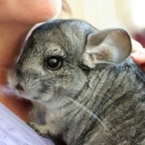 Kako zadržati činčilu kod kuće?